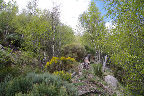 Les sentier peu marqu  Serrat dels Camps