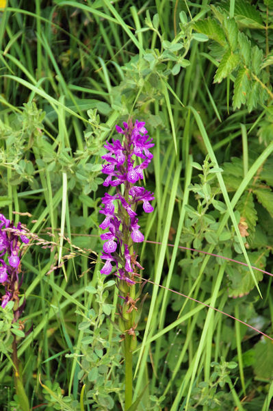 Une orchide militaire