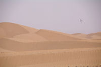 Rapace au dessus des dunes