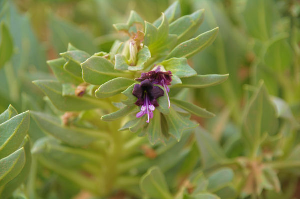 Magnifique fleur des sables