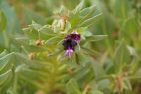 Magnifique fleur des sables