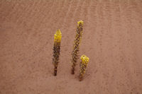 Magnifique fleur des sables