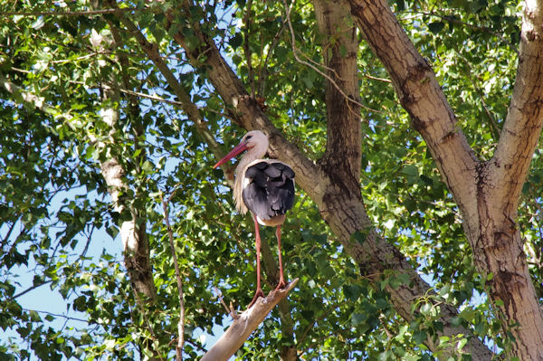 Une cigogne  Tabent