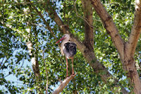 Une cigogne  Tabent