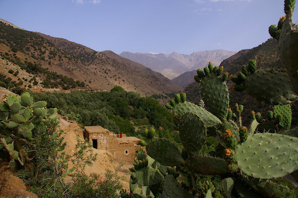 Des Cactus malheureusement fans  Azersfane, au fond, l'Aguelzim