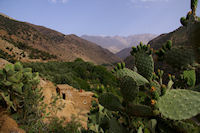 Des Cactus malheureusement fans  Azersfane, au fond, l'Aguelzim