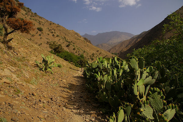 Des Cactus entre Azersfane et Ikoubline