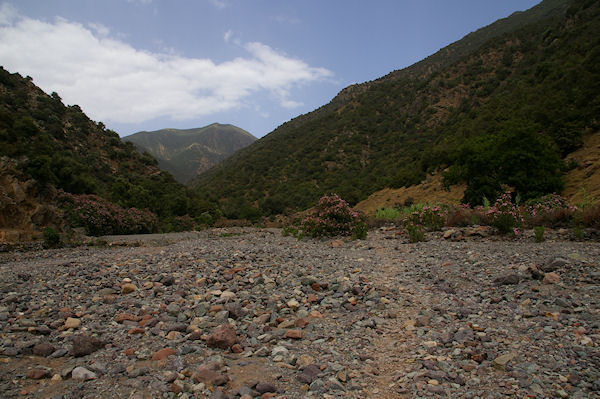 Le chemin remonte un moment le lit presque sec de la rivire au milieu des lauriers roses