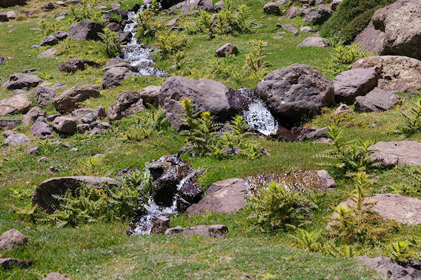 Un peu de verdure au dessus d'Azib Tamsoult