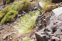 Herbes chatoyantes sur les pentes de la valle d'Azaden