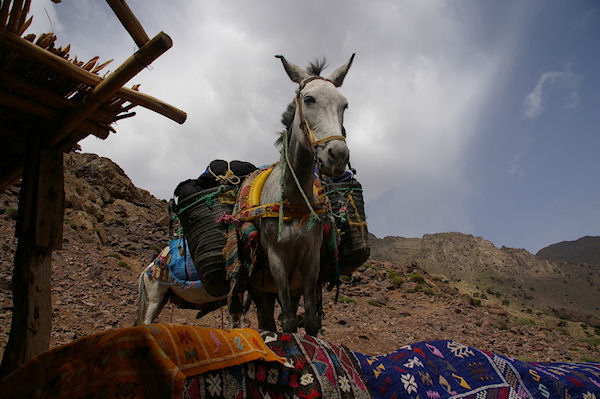 A Sidi Samharouch, une mule attend patiement que son patron ait fini de boire le th!