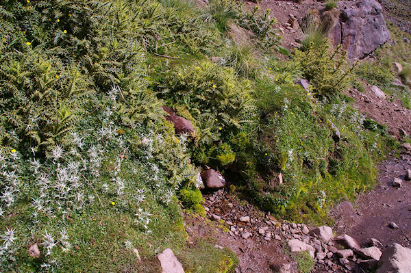 Un peu de verdure contrastant sur la terre rouge sous l'Aguelzim