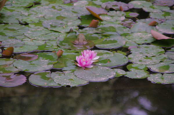 Fleur de lotus