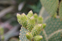 Cactus en pousse