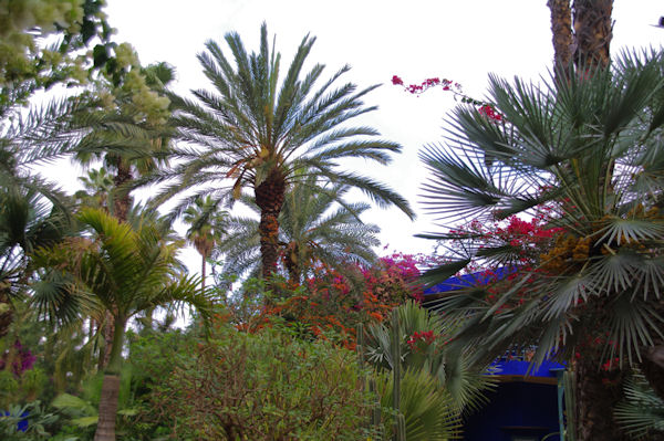 Le jardin Majorelle