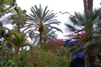 Le jardin Majorelle