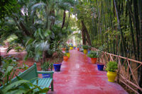 La jungle  Majorelle