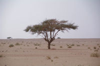 Un rare acacia