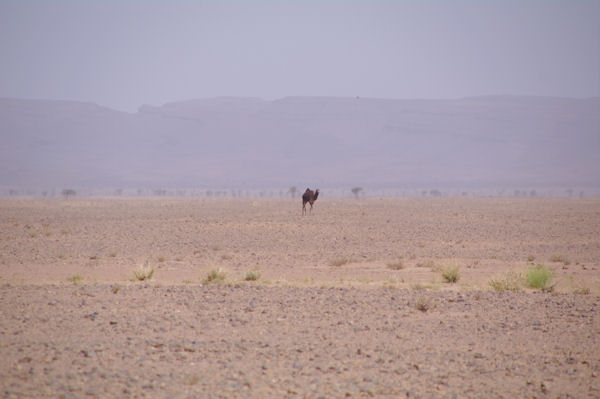 Dromadaire allant se desaltrer au puit, au fond, le Jebel Bani