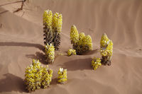 Fleurs du desert