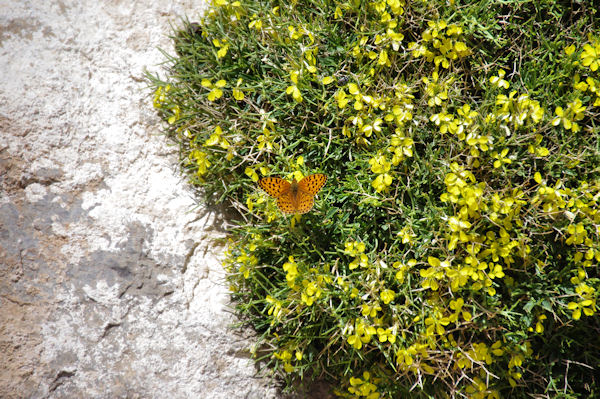 Un papillon sur un bouquet de fleurs jaunes