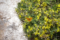 Un papillon sur un bouquet de fleurs jaunes