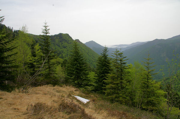 La valle boise de la rivire d_Ars