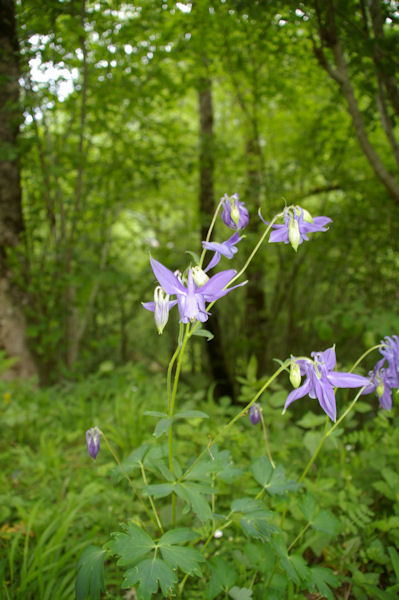 Des encolies gracieuses dans la verdure