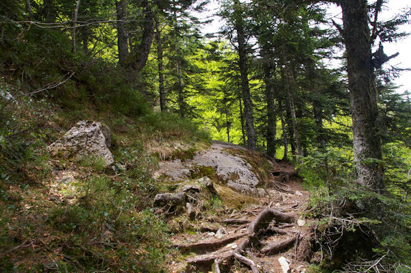 Le GR10 sous le Tuc de Pdire