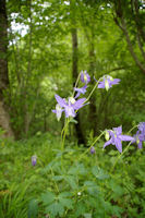 Des encolies gracieuses dans la verdure