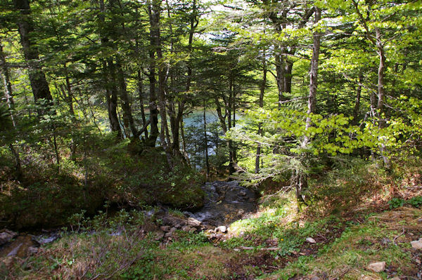 Dans les arbres, l_tang de Guzet