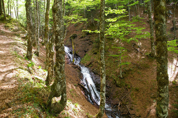 Le ruisseau descendant de l_tang de Guzet