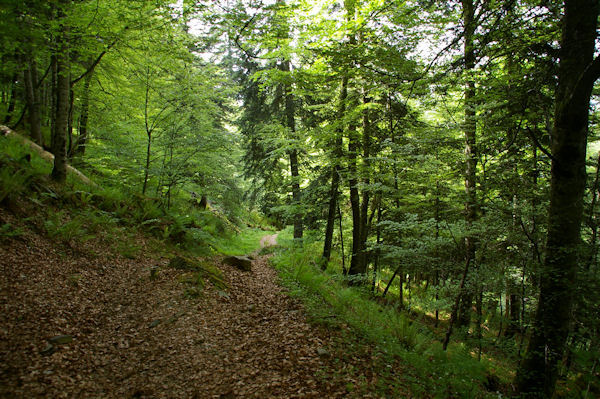 Le chemin dans les bois sous le Souliou vers Tuff