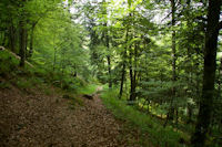 Le chemin dans les bois sous le Souliou vers Tuff