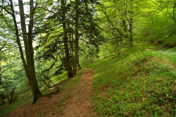 Le chemin dans les boisentre Tuff et Carbourisse