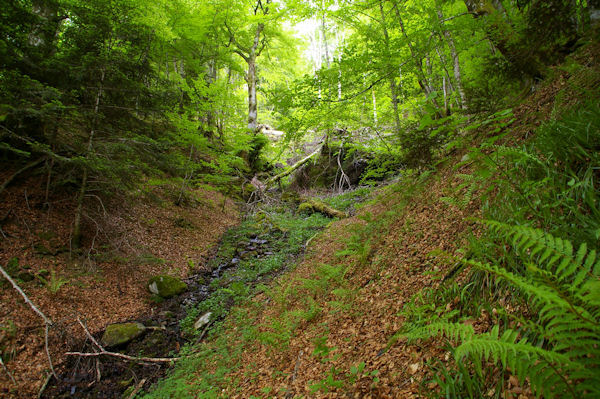 Un ruisseau vers Carbourisse