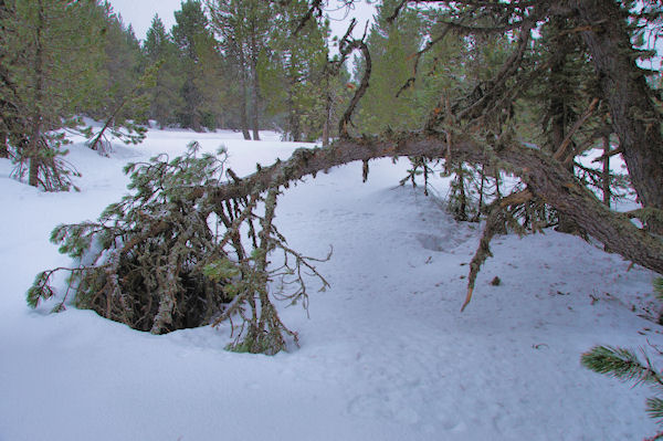 Dans les bois en remontant vers Piparlan