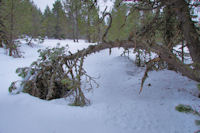 Dans les bois en remontant vers Piparlan