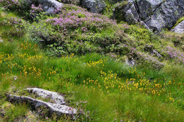 Dans le vallon de la Coume