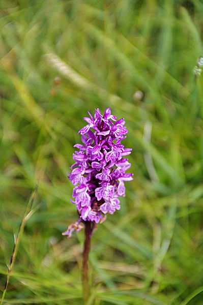 Une orchide