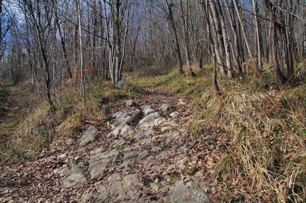 Le chemin menant vers Barthe Grande