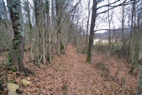 Le cehmin dans le Bois de Rol