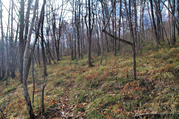 Le sentier menant vers Barthe Grande