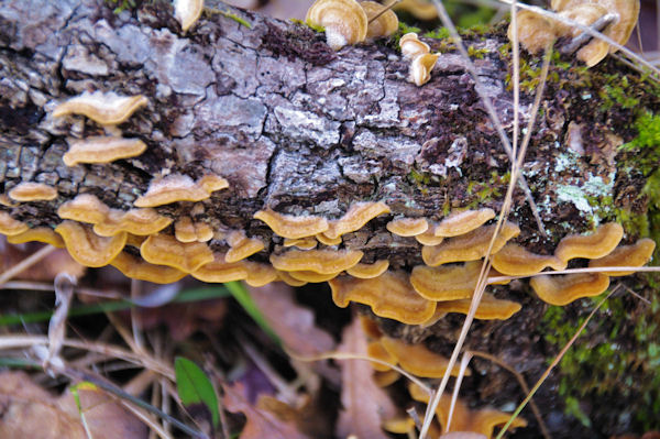 Champignons  l_attaque