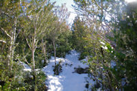 Dans les buis en montant au Roc de Caralp