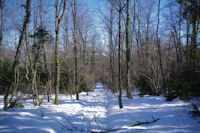 Chemin forestier au Quere de Cos vers Lanque