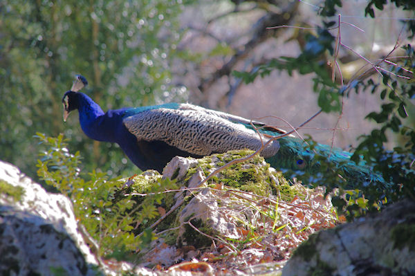 Bel oiseau en arrivant  Lanque