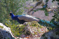 Bel oiseau en arrivant a Lanque