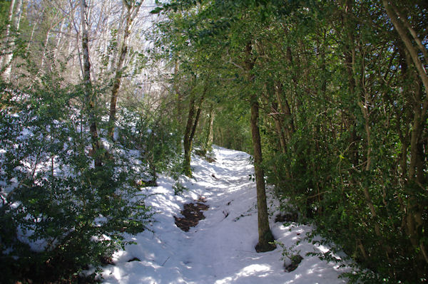 Monte dans les buis au dessus du Col del Bouich