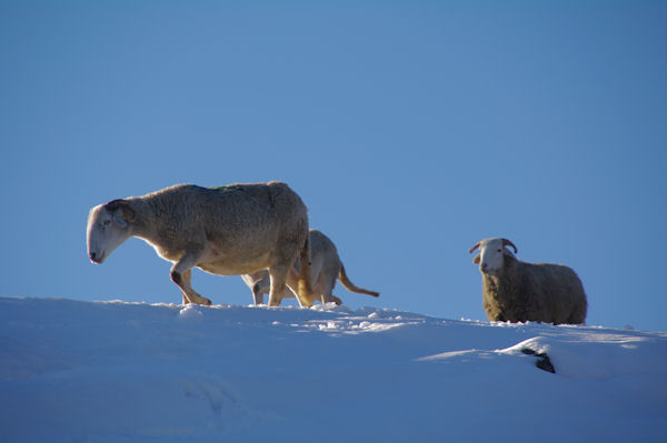 Moutons rejoignant leur bergerie  Lizonne